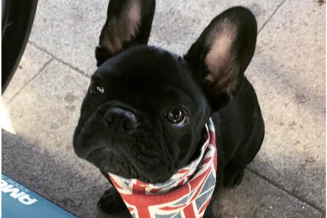Buster looking patriotic