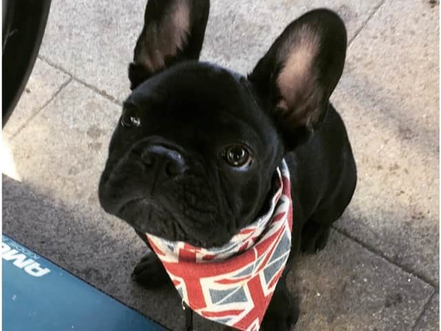 Buster looking patriotic