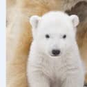 Hamish, who was born at the Royal Zoological Society of Scotland’s Highland Wildlife Park in March 2018, will be leaving mum Victoria to live in a wildlife park in Yorkshire. (SWNS)