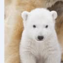 Hamish, who was born at the Royal Zoological Society of Scotland’s Highland Wildlife Park in March 2018, will be leaving mum Victoria to live in a wildlife park in Yorkshire. (SWNS)