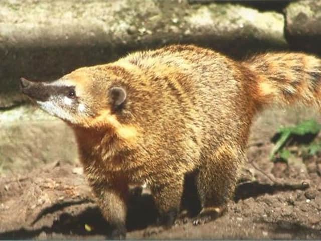 Animals at Sewerby Hall and Gardens set to be online stars