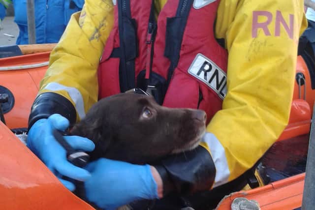 Sammy in the care of the RNLI crew