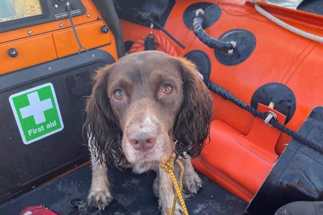 A sheepish Sammy in the lifeboat