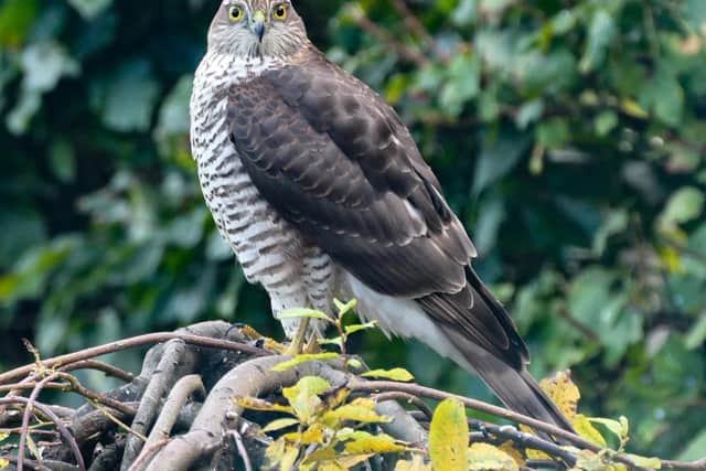 A sparrowhawk.
