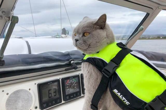 Artie the cat in his lifejacket