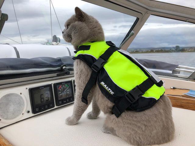 Cat best sale life preserver