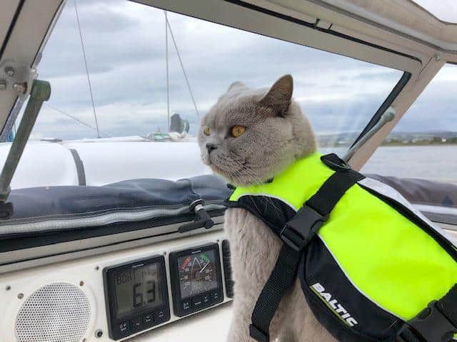 Artie wearing his feline lifejacket
