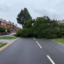 This tree blocked a road in Bridlington when it was brought down by high winds. Photo by Christopher Handley