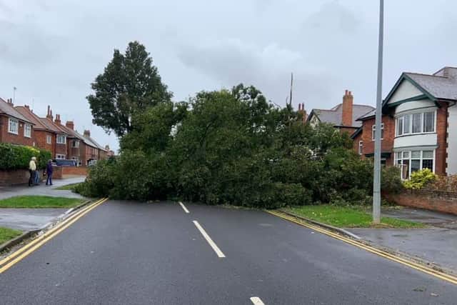 This tree blocked a road in Bridlington when it was brought down by high winds. Photo by Christopher Handley