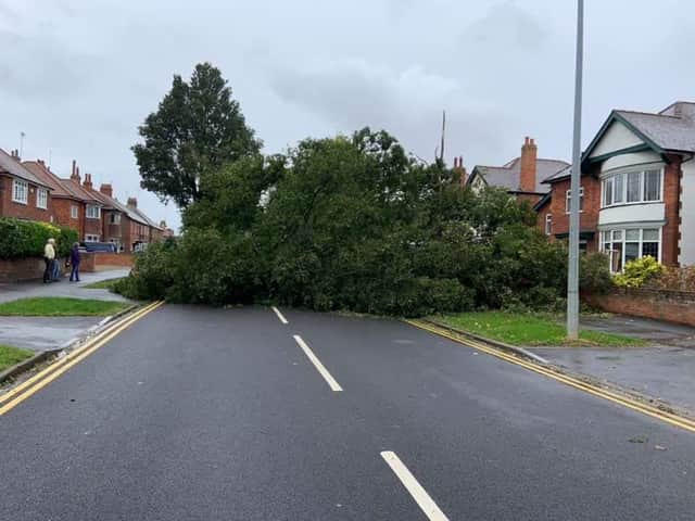 This tree blocked a road in Bridlington when it was brought down by high winds. Photo by Christopher Handley