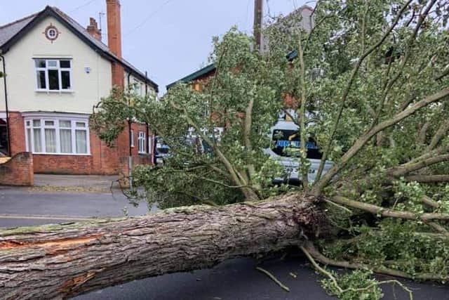 This tree blocked a road in Bridlington when it was brought down by high winds. Photo by Christopher Handley