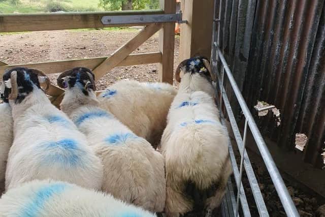 Some of the stolen sheep.