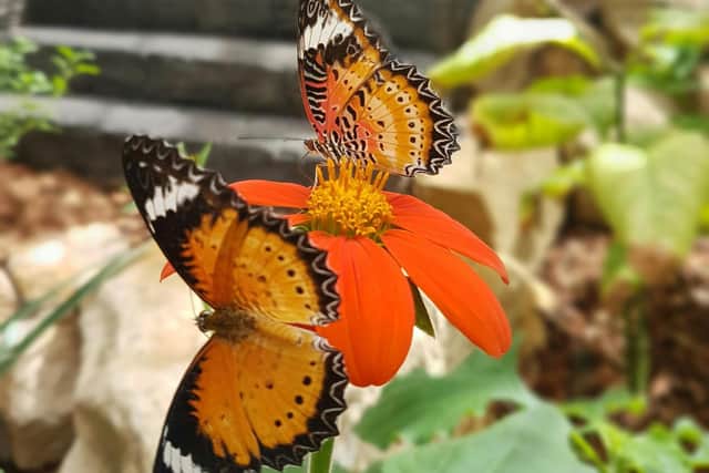 The Butterfly Farm at Stratford-upon Avon