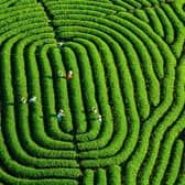 Fingerprints of the Earth by Ruan Kezhuang (2019)