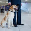 Sniffer dogs are successfully being trained to sniff out Covid-19 on humans and, according to a leading security firm, their use could become mainstream by Easter 2021. (Guards.co.uk)