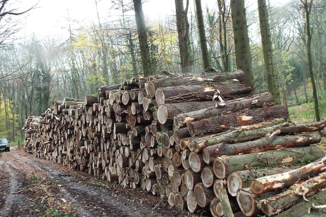 Logs in Raincliffe Woods.
