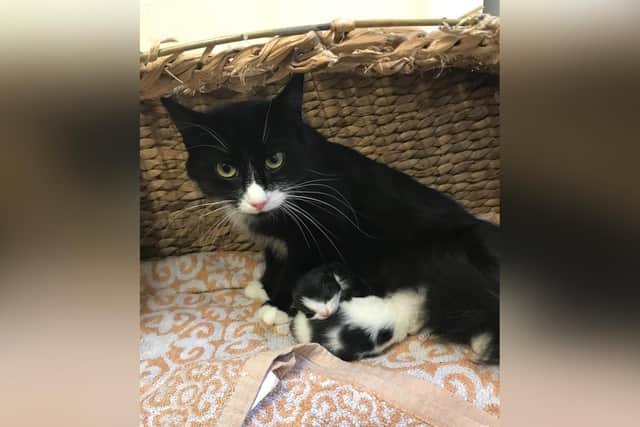 The abandoned cat and kittens.