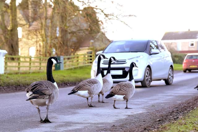 Drivers carefully negotiate around some geese.