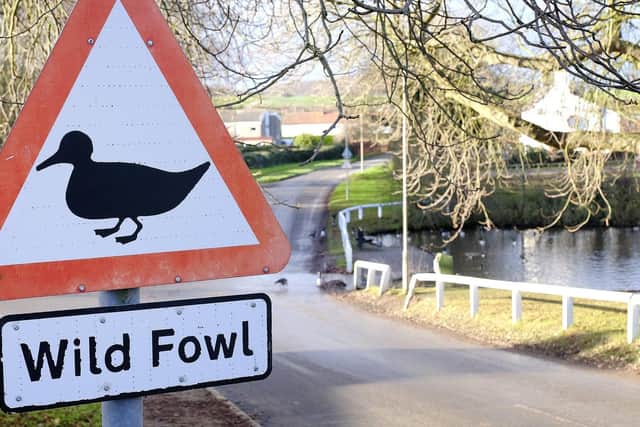 Warning to drivers at Scalby duck pond.
203897e