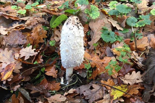 Shaggy Inkcap fungus.