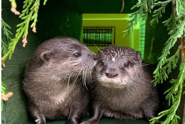 Otters Pumpkin and Harris have found love at Scarborough Sea Life Centre