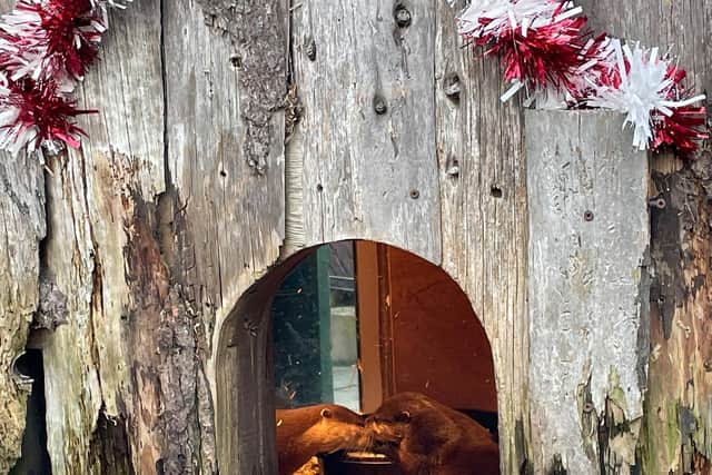 Otters Pumpkin and Harris have found love at Scarborough Sea Life Centre