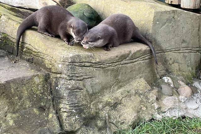 Otters Pumpkin and Harris have found love at Scarborough Sea Life Centre