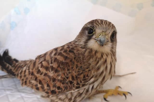 A kestrel rescued near Pickering on Christmas Day, likely to be struggling to find food due to the cold, wet weather.