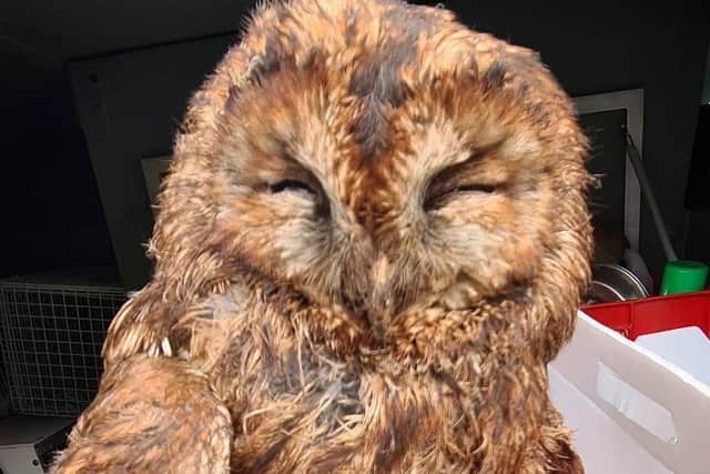 The lucky tawny owl is dried off after its extractor fan ordeal. Photo: RSPCA