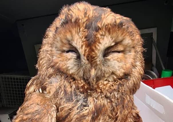 The lucky tawny owl is dried off after its extractor fan ordeal. Photo: RSPCA