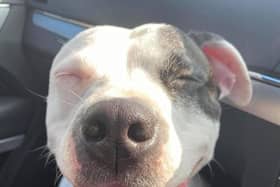 Storm was stolen in April last year and has now been reunited with her owner.