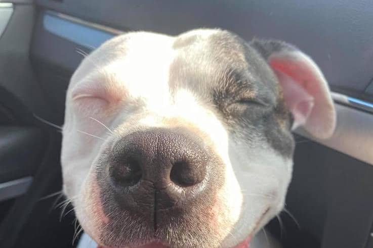 Storm was stolen in April last year and has now been reunited with her owner.