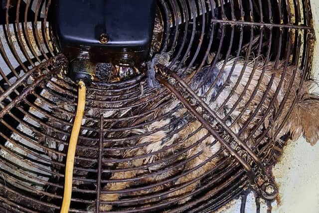 The owl was wedged tight between the fan blades in the kitchen extractor. Photo: RSPCA