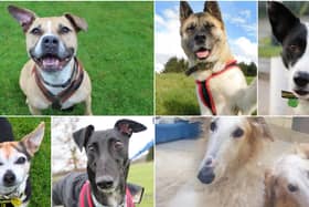 Could you give one of these adorable pooches a loving home?