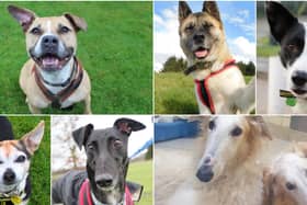 Could you give one of these adorable pooches a loving home?