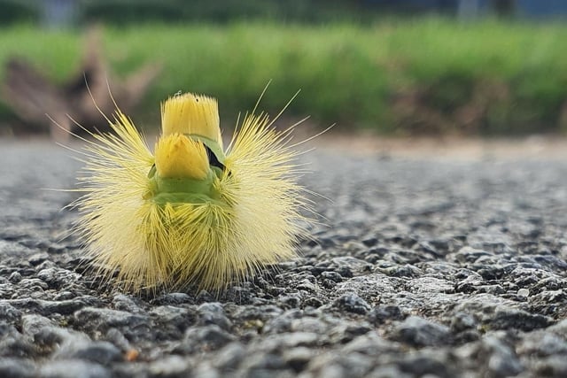 Scarborough Insect IN PICTURES: Scarborough Winterwatch shows off wildlife beauty
