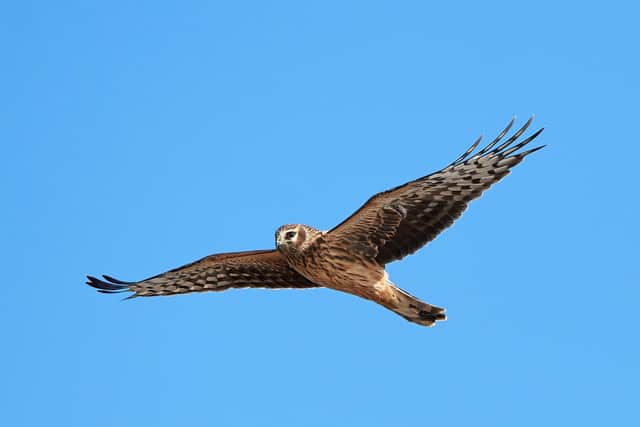Hen Harrier