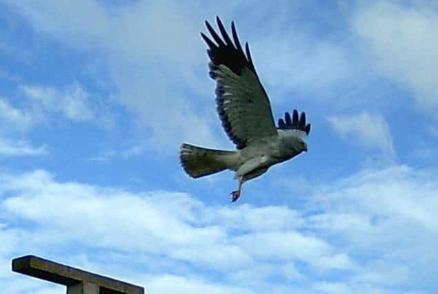 Mature hen harrier