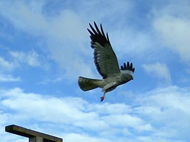 Mature hen harrier