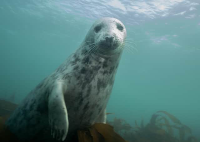 Medics have been called out to entangled and distressed seals.