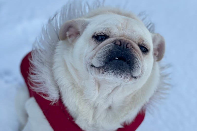 Oscar in the snow at flamingo land!