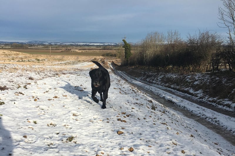 14 year old diesel enjoying the snow