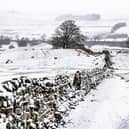 A flock of sheep near Worton, in Wensleydale in the Yorkshire Dales take refuge from snow. Pic: James Hardisty