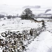 A flock of sheep near Worton, in Wensleydale in the Yorkshire Dales take refuge from snow. Pic: James Hardisty