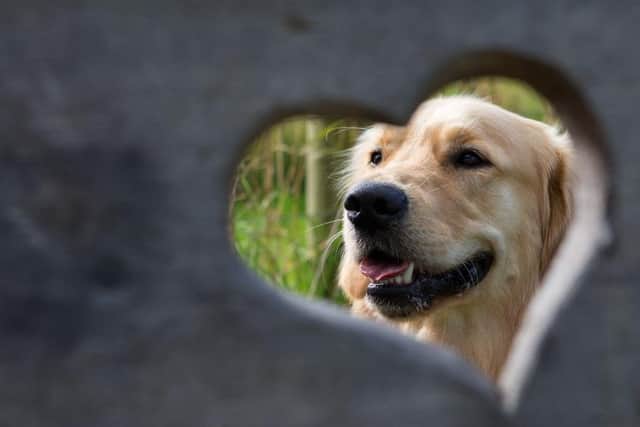 It never hurts to take stock and ask yourself if you’re doing all you can to keep you and your dog safe.