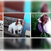 The three dogs were taken from a farm in Thornholme.