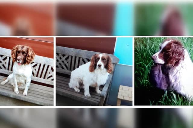 The three dogs were taken from a farm in Thornholme.