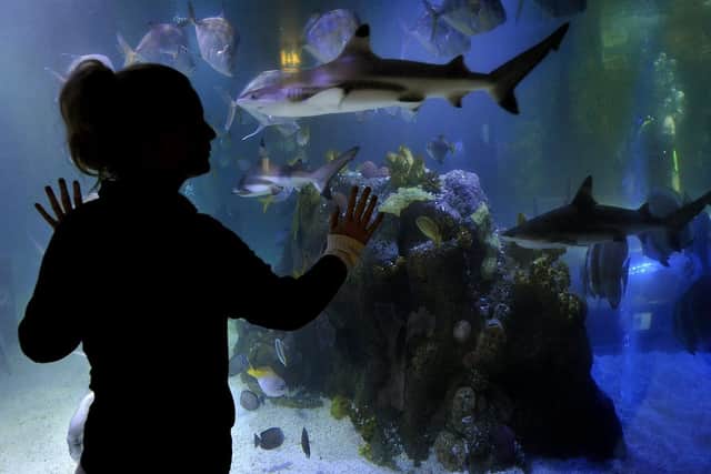 The indoor attraction has 200,000 visitors annually.