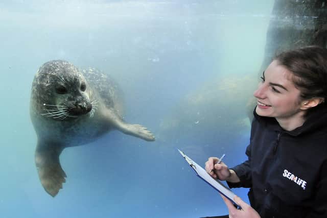 Aquarist Rose German with one of the Common Harbour Seals.