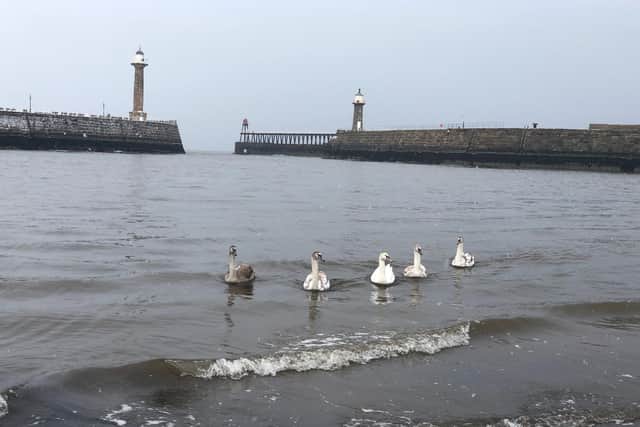 People are being urged not to feed these swans.